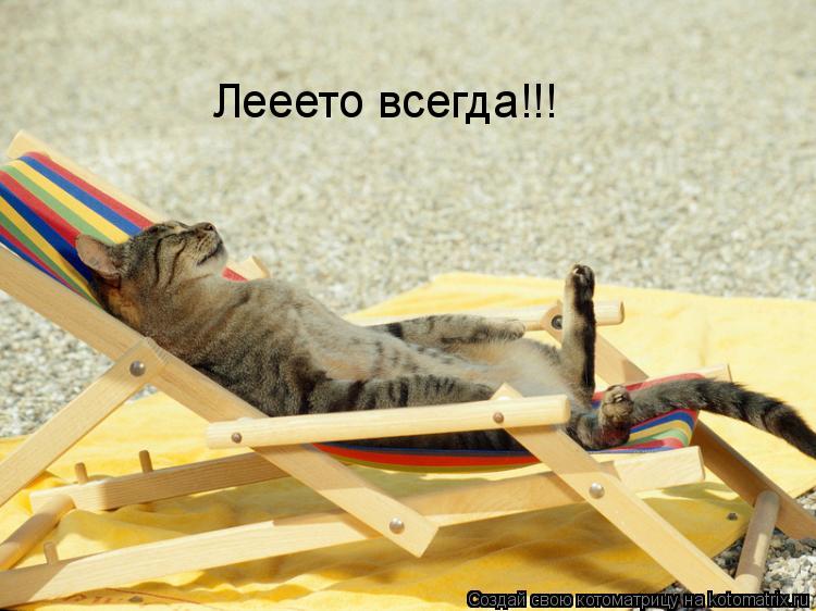 Лееето всегда!!!... Котоматрица: Лееето всегда!!!