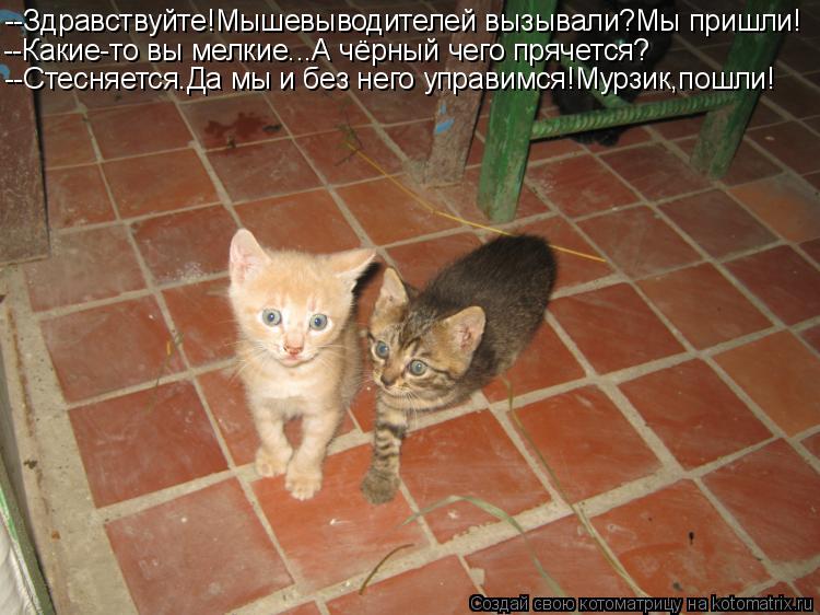 --Здравствуйте!Мышевыводителей вызывали?Мы пришли! --Какие-то вы мелкие...А чёрный чего прячется? --С... Котоматрица: --Здравствуйте!Мышевыводителей вызывали?Мы пришли! --Какие-то вы мелкие...А чёрный чего прячется? --Стесняется.Да мы и без него управимся!Мурз