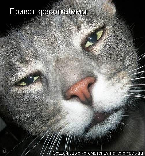 Привет красотка!ммм...... Котоматрица: Привет красотка!ммм...