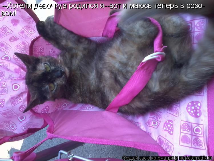 --Хотели девочку,а родился я--вот и маюсь теперь в розо- вом!... Котоматрица: --Хотели девочку,а родился я--вот и маюсь теперь в розо- вом!