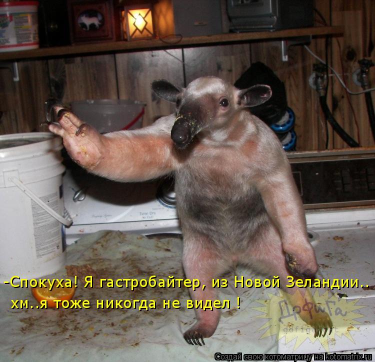 -Спокуха! Я гастробайтер, из Новой Зеландии.. хм..я тоже никогда не видел !... Котоматрица: -Спокуха! Я гастробайтер, из Новой Зеландии.. хм..я тоже никогда не видел !