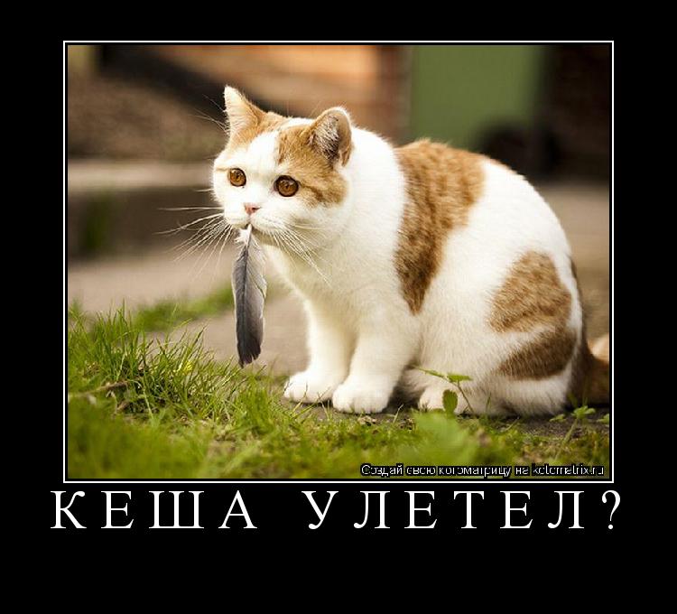 кеша улетел? ... Котоматрица: кеша улетел?