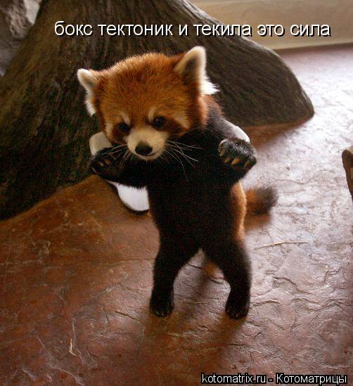 бокс тектоник и текила это сила... Котоматрица: бокс тектоник и текила это сила