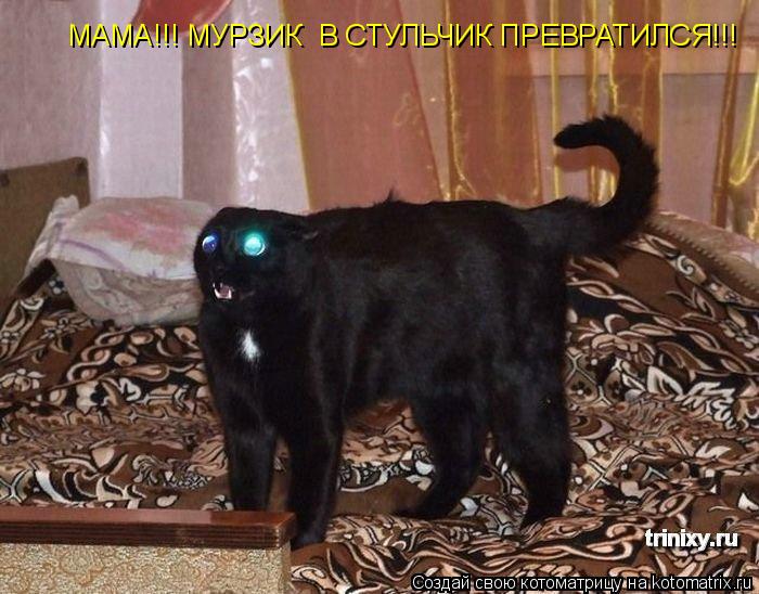 МАМА!!! МУРЗИК В СТУЛЬЧИК ПРЕВРАТИЛСЯ!!!... Котоматрица: МАМА!!! МУРЗИК В СТУЛЬЧИК ПРЕВРАТИЛСЯ!!!