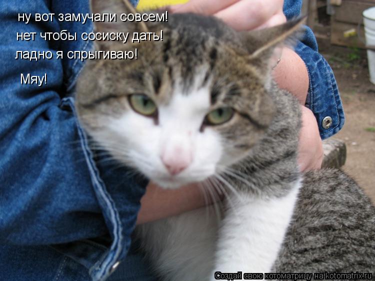 ну вот замучали совсем! нет чтобы сосиску дать! Мяу! ладно я спрыгиваю!... Котоматрица: ну вот замучали совсем! нет чтобы сосиску дать! Мяу! ладно я спрыгиваю!
