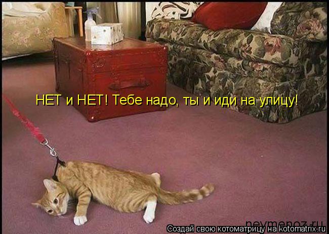 НЕТ и НЕТ! Тебе надо, ты и иди на улицу!... Котоматрица: НЕТ и НЕТ! Тебе надо, ты и иди на улицу!