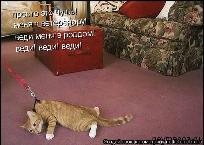 просто это чушь! меня к ветеренару! веди меня в роддом! веди! веди! веди!... Котоматрица: просто это чушь! меня к ветеренару! веди меня в роддом! веди! веди! веди!