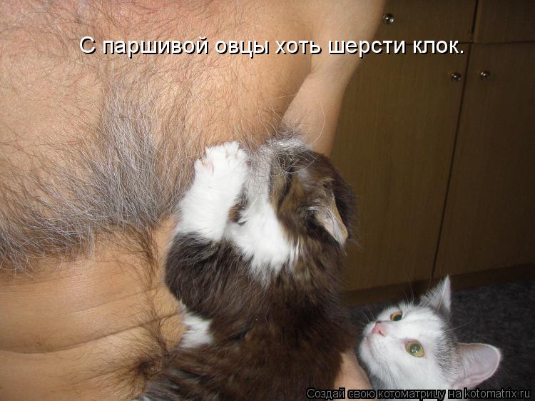 Котоматрица: С паршивой овцы хоть шерсти клок.