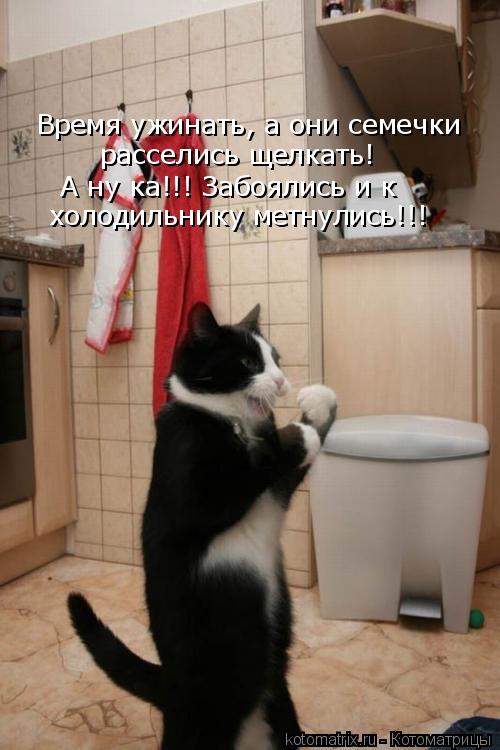 Время ужинать, а они семечки расселись щелкать! А ну ка!!! Забоялись и к холодильнику метнулись!!!... Котоматрица: Время ужинать, а они семечки расселись щелкать! А ну ка!!! Забоялись и к холодильнику метнулись!!!