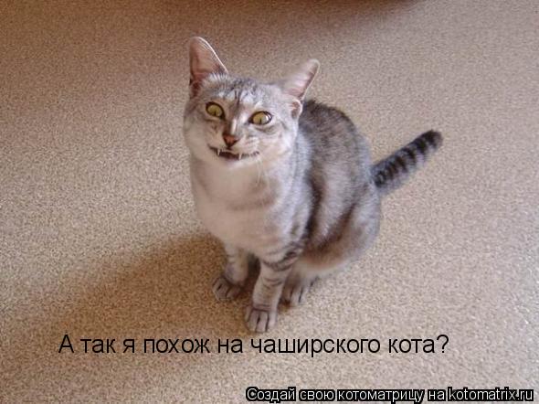 А так я похож на чаширского кота?... Котоматрица: А так я похож на чаширского кота?
