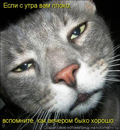Если с утра вам плохо, вспомните, как вечером быхо хорошо... Котоматрица: Если с утра вам плохо, вспомните, как вечером быхо хорошо