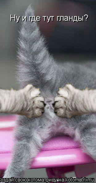 Ну и где тут гланды?... Котоматрица: Ну и где тут гланды?