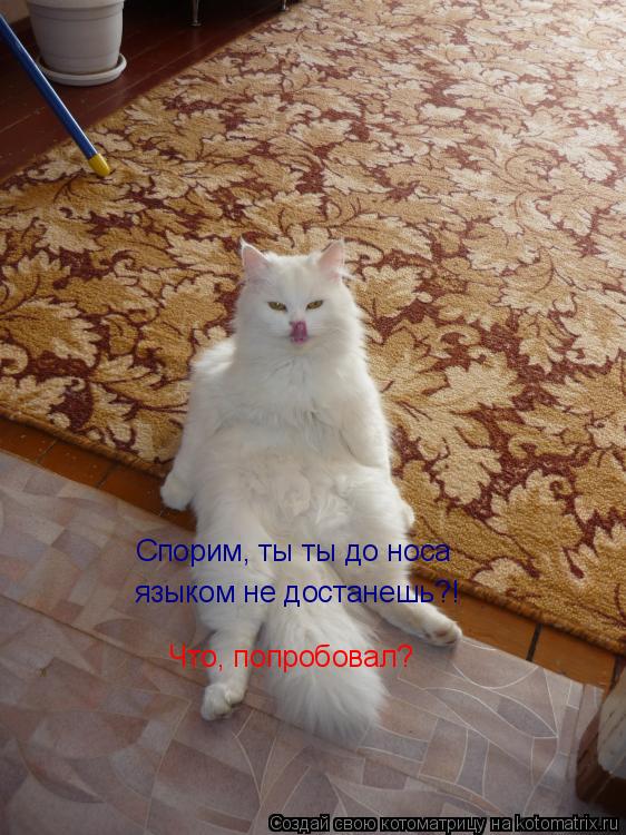 Спорим, ты ты до носа языком не достанешь?! Что, попробовал?... Котоматрица: Спорим, ты ты до носа языком не достанешь?! Что, попробовал?