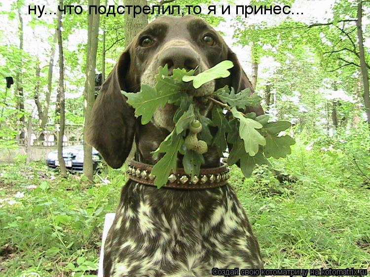 Котоматрица: ну...что подстрелил,то я и принес...