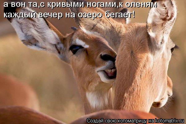 каждый вечер на озеро бегает! а вон та,с кривыми ногами,к оленям... Котоматрица: каждый вечер на озеро бегает! а вон та,с кривыми ногами,к оленям