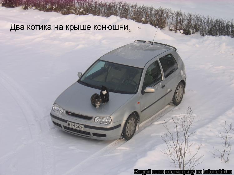 Два котика на крыше конюшни.... Котоматрица: Два котика на крыше конюшни.