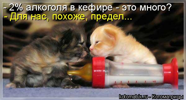 Котоматрица: - 2% алкоголя в кефире - это много? - Для нас, похоже, предел...