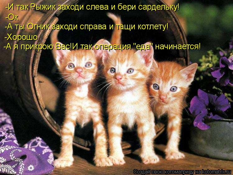 -И так Рыжик заходи слева и бери сардельку! -Ок -А ты Огник заходи справа и тащи котлету! -Хорошо -А ... Котоматрица: -И так Рыжик заходи слева и бери сардельку! -Ок -А ты Огник заходи справа и тащи котлету! -Хорошо -А я прикрою Вас!И так операция "еда" начинаетс