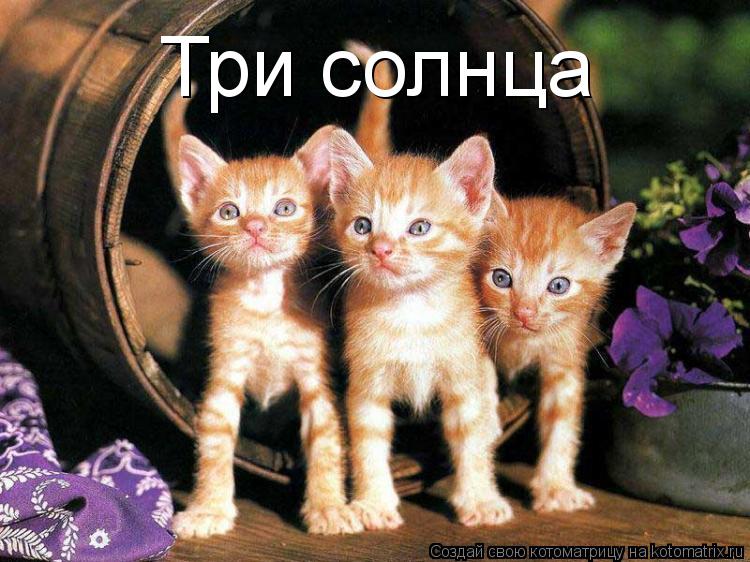 Котоматрица: Три солнца
