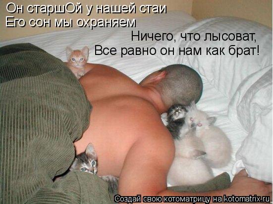 Котоматрица: Он старшОй у нашей стаи Его сон мы охраняем Ничего, что лысоват, Все равно он нам как брат!
