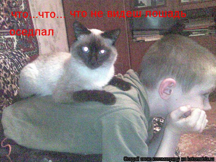 Котоматрица: что...что...  что не видеш лошадь  оседлал