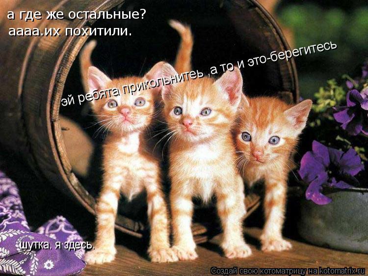 Котоматрица: а где же остальные? аааа.их похитили. шутка. я здесь. эй ребята прикольнитеь ,а то и это-берегитесь