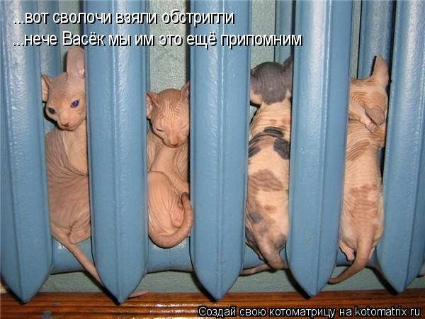 Котоматрица: ...вот сволочи взяли обстригли ...нече Васёк мы им это ещё припомним