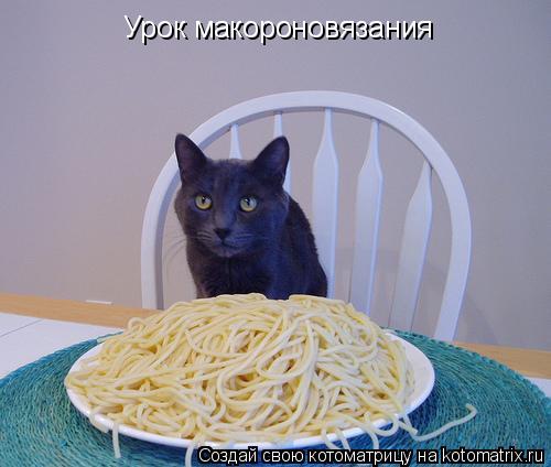 Урок макороновязания... Котоматрица: Урок макороновязания