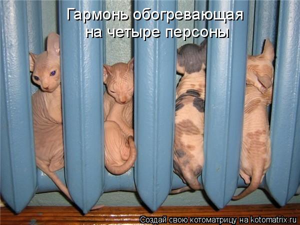 Котоматрица: Гармонь обогревающая на четыре персоны