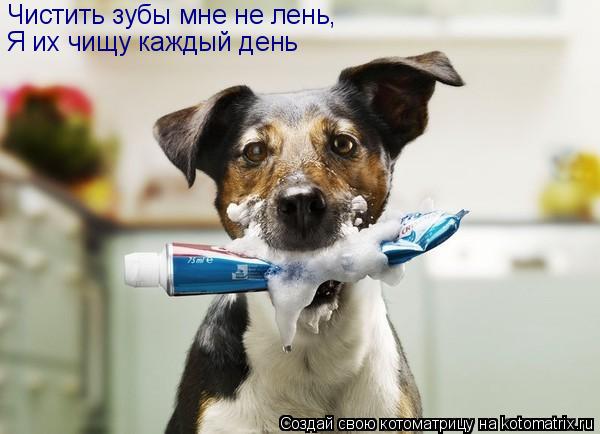 Котоматрица: Чистить зубы мне не лень, Я их чищу каждый день