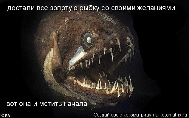 Котоматрица: вот она и мстить начала  достали все золотую рыбку со своими желаниями