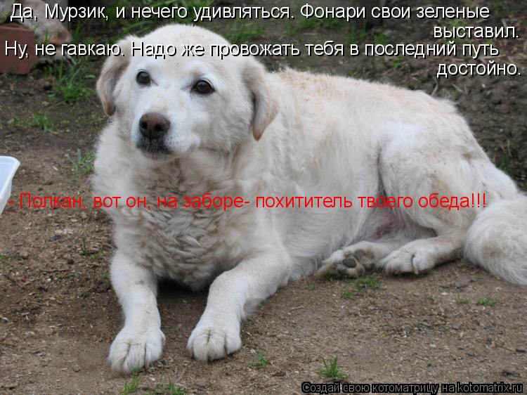 Котоматрица: Да, Мурзик, и нечего удивляться. Фонари свои зеленые  выставил. Ну, не гавкаю. Надо же провожать тебя в последний путь  достойно. - Полкан, вот 