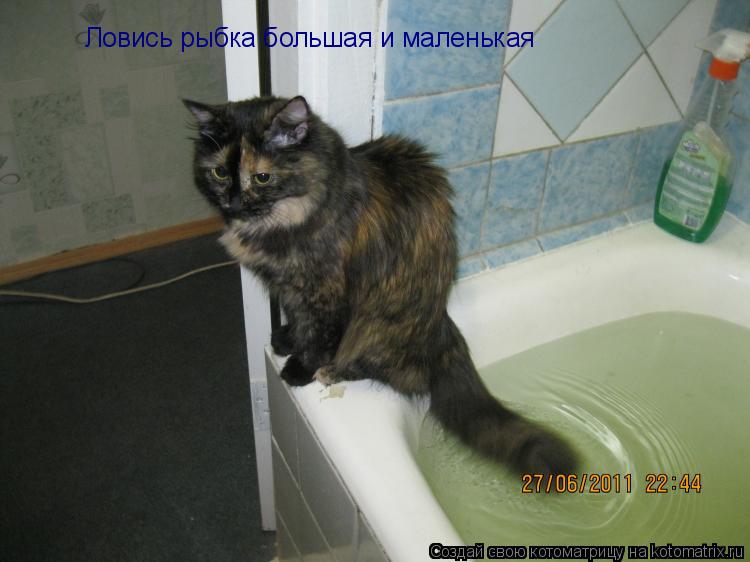 Котоматрица: Ловись рыбка большая и маленькая