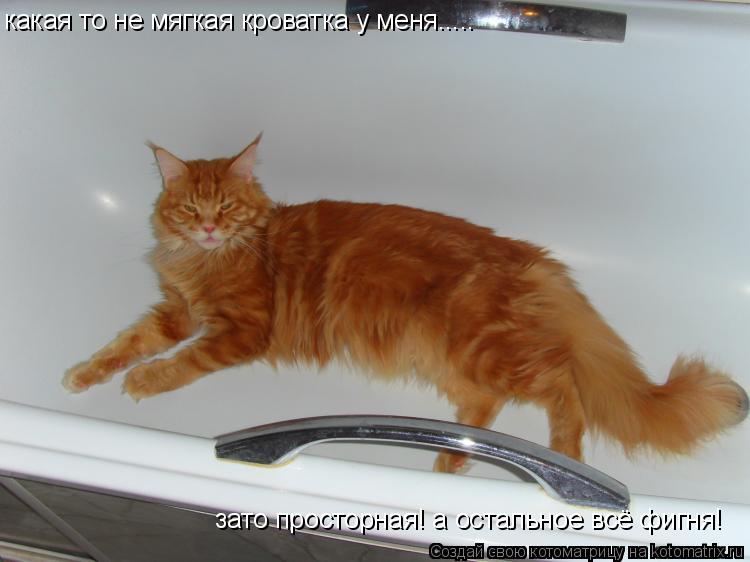 Котоматрица: какая то не мягкая кроватка у меня..... зато просторная! а остальное всё фигня!