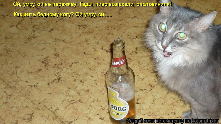 Котоматрица: Ой, умру, ой не переживу! Гады, пиво вылакали, ополовинили! Как жить бедному коту? Ой умру, ой.....