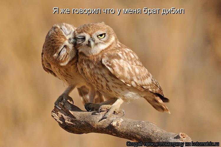 Котоматрица: Я же говорил что у меня брат дибил