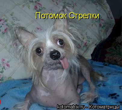 Котоматрица: Потомок Стрелки