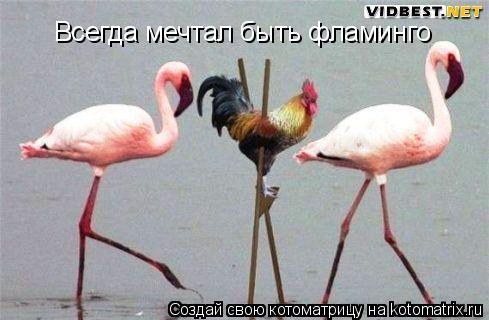 Котоматрица: Всегда мечтал быть фламинго