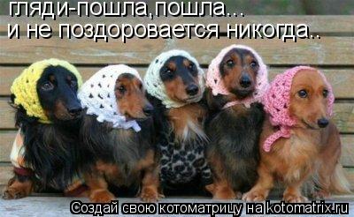 Котоматрица: гляди-пошла,пошла... и не поздоровается никогда..