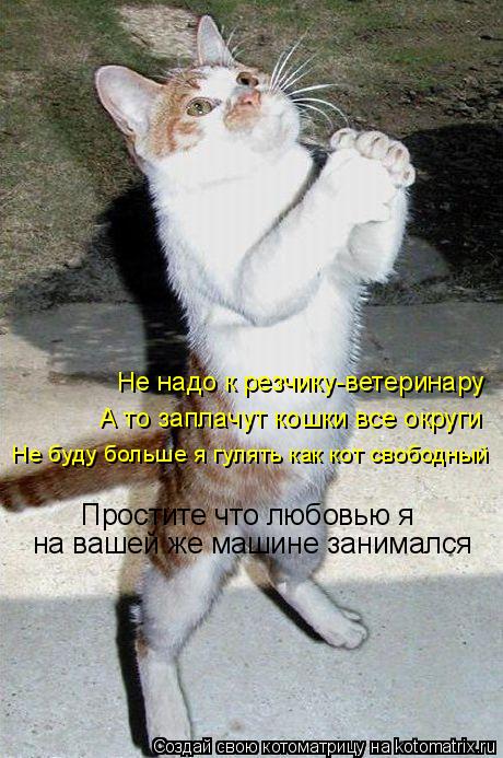 Котоматрица: Простите что любовью я на вашей же машине занимался Не надо к резчику-ветеринару А то заплачут кошки все округи Не буду больше я гулять как 