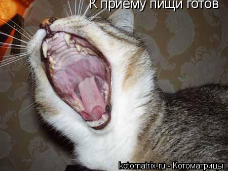 Котоматрица: К приёму пищи готов