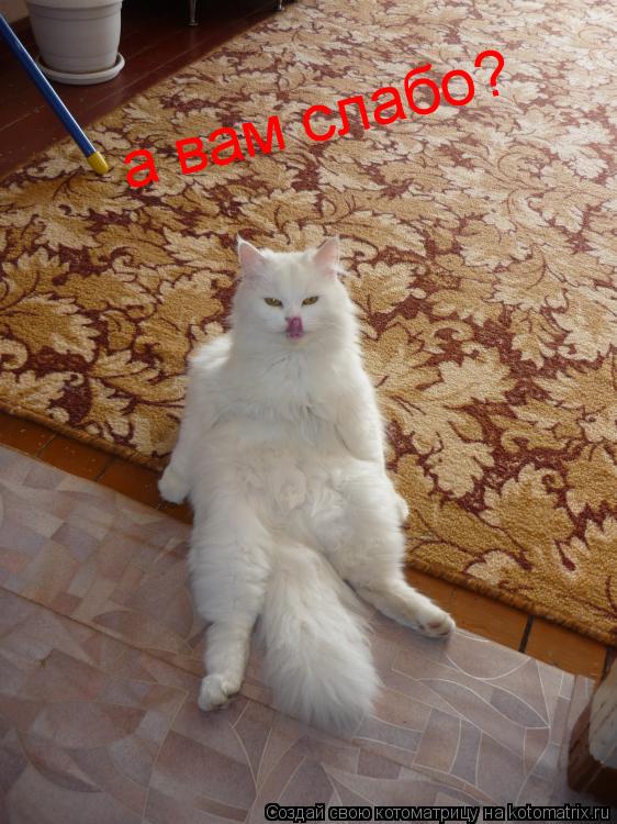 Котоматрица: а вам слабо? а вам слабо?