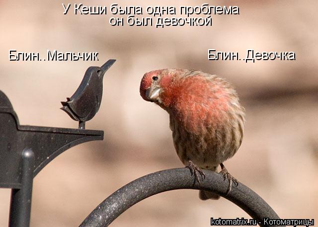 Котоматрица: Блин..Девочка Блин..Мальчик У Кеши была одна проблема он был девочкой