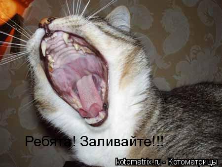 Котоматрица: Ребята! Заливайте!!!