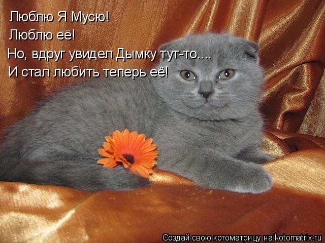 Котоматрица: Люблю Я Мусю! Люблю её! И стал любить теперь её! Но, вдруг увидел Дымку тут-то....