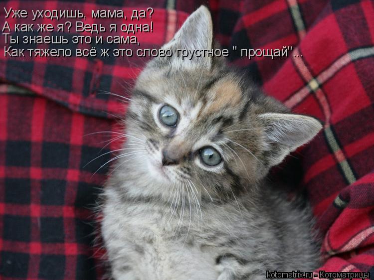 Котоматрица: Уже уходишь, мама, да? А как же я? Ведь я одна! Ты знаешь это и сама, Как тяжело всё ж это слово грустное " прощай"...