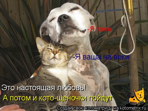Котоматрица: А потом и кото-щеночки пойдут -Я ваша на веки Это настоящая любовь! -Я тоже