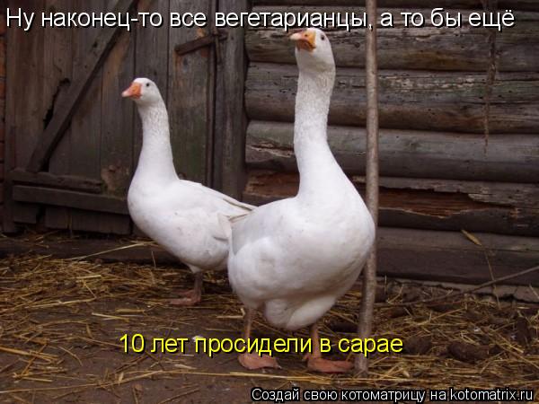 Котоматрица: Ну наконец-то все вегетарианцы, а то бы ещё  10 лет просидели в сарае