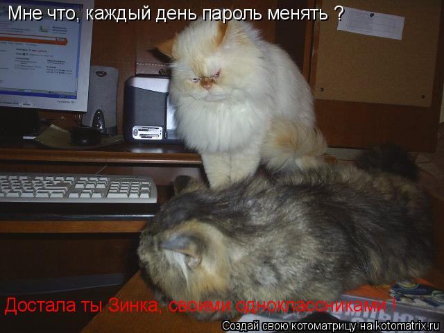 Котоматрица: Мне что, каждый день пароль менять ? Достала ты Зинка, своими одноклассниками !