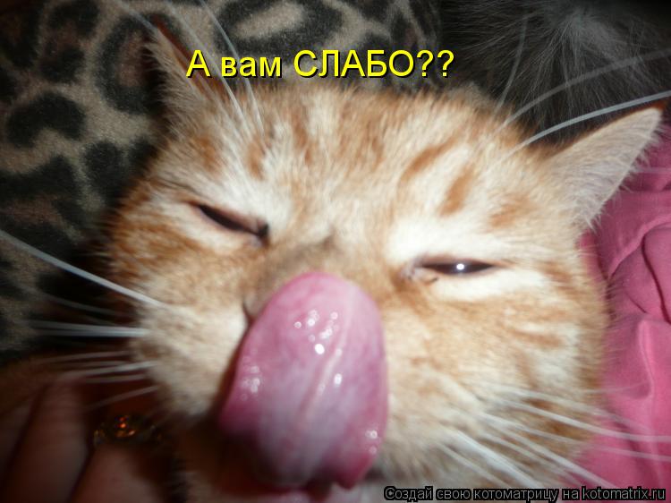 Котоматрица: А вам СЛАБО??